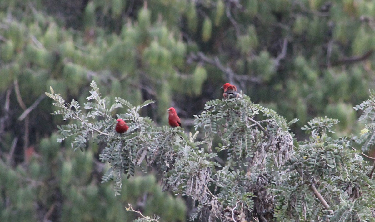 アカハワイミツスイ - ML647812534