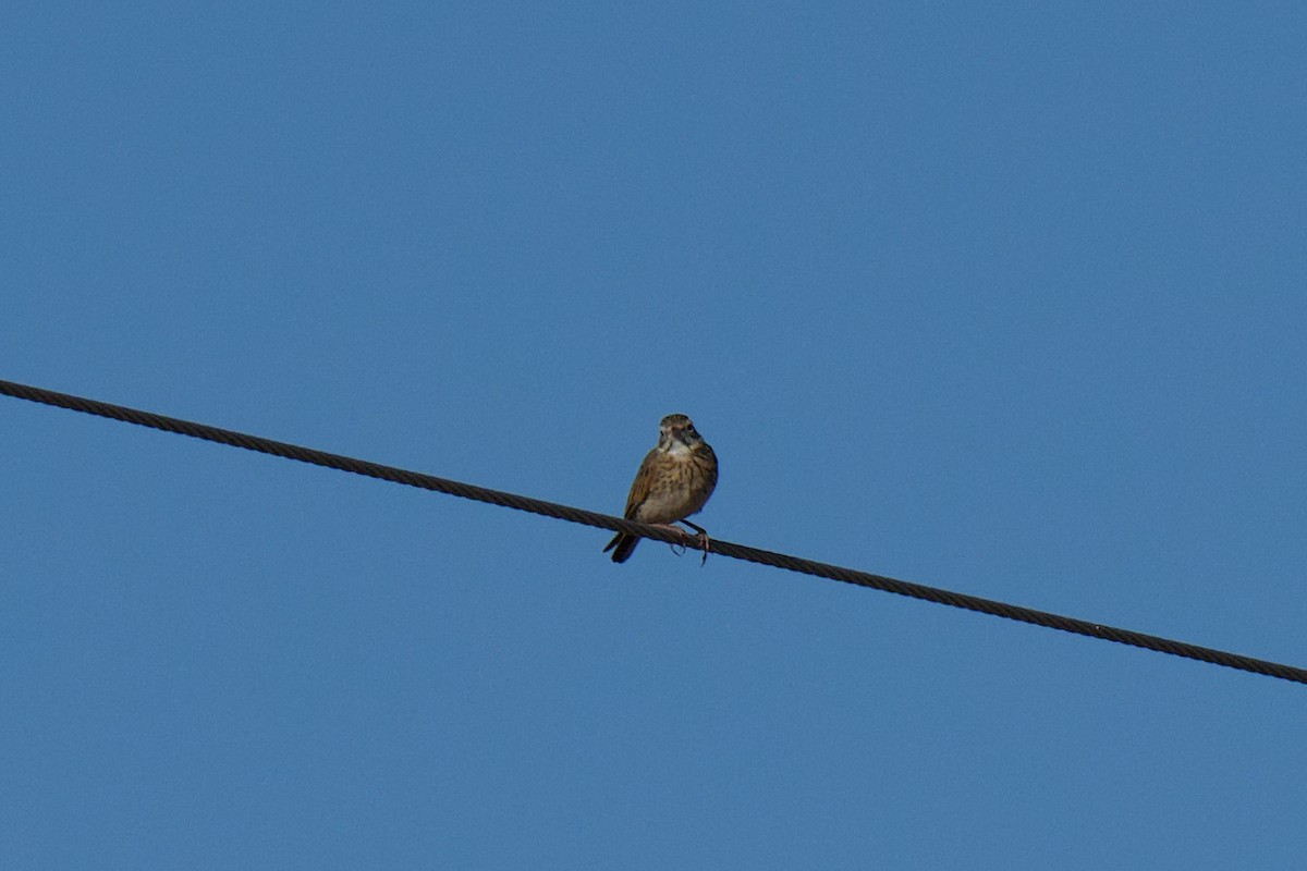 Australian Pipit - ML647812563