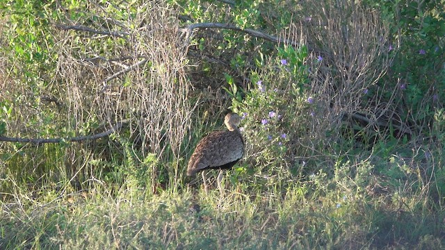 Buff-crested Bustard - ML647812579