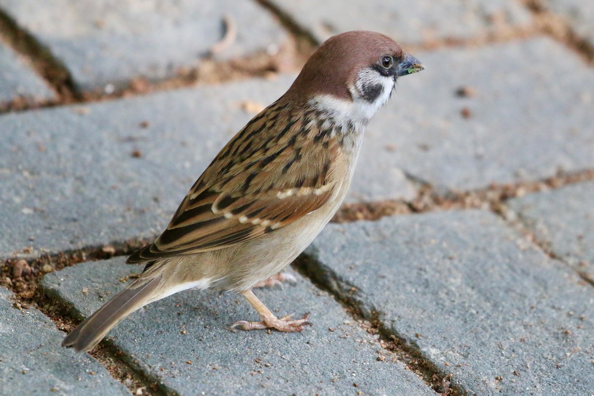 Eurasian Tree Sparrow - ML647812593