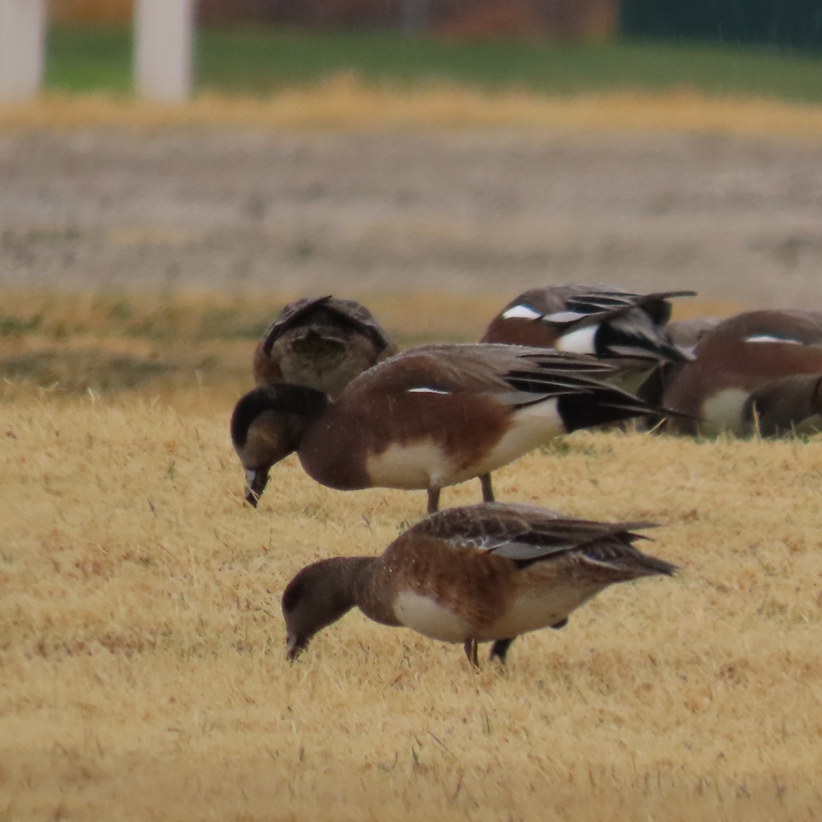 Свищ американський - ML647812594