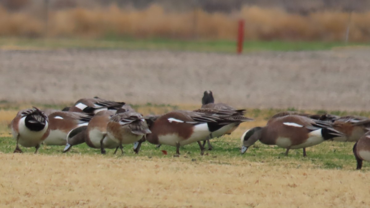 Свищ американський - ML647812595