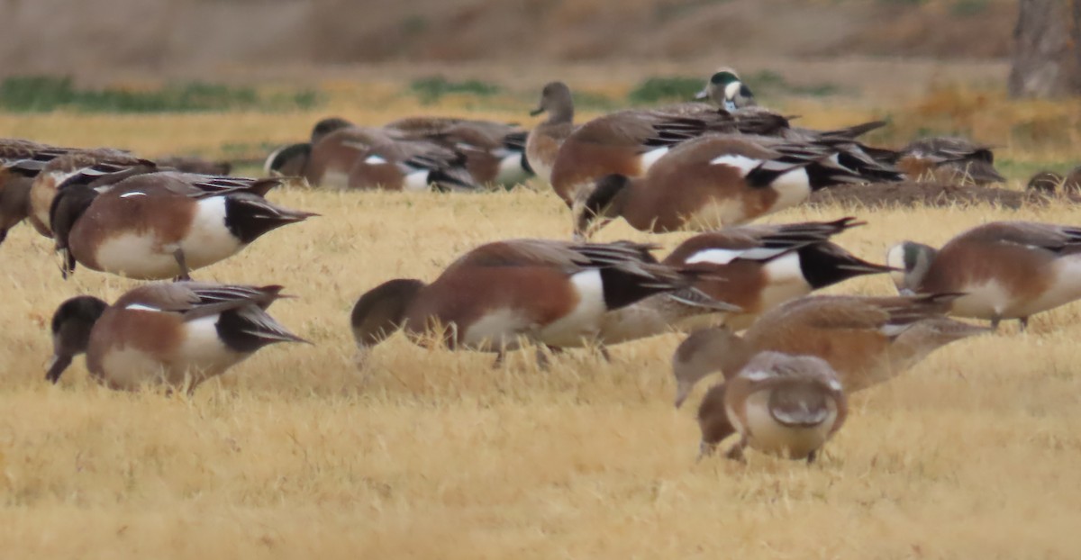 Свищ американський - ML647812596