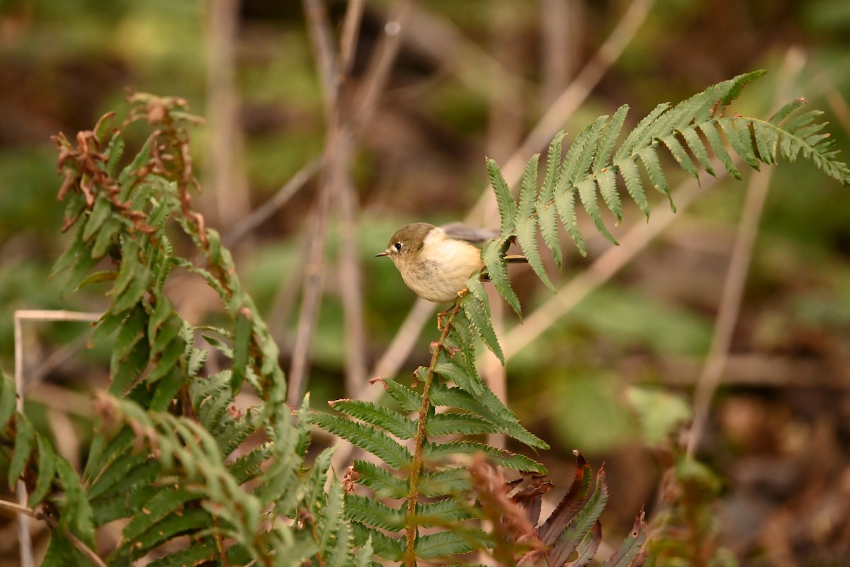 Ruby-crowned Kinglet - ML647812617