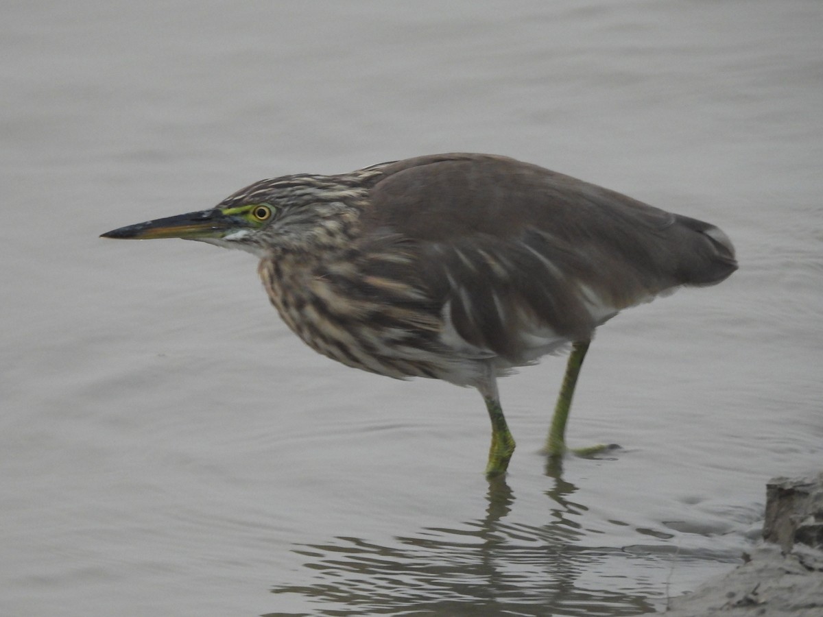 Indian Pond-Heron - ML647812619