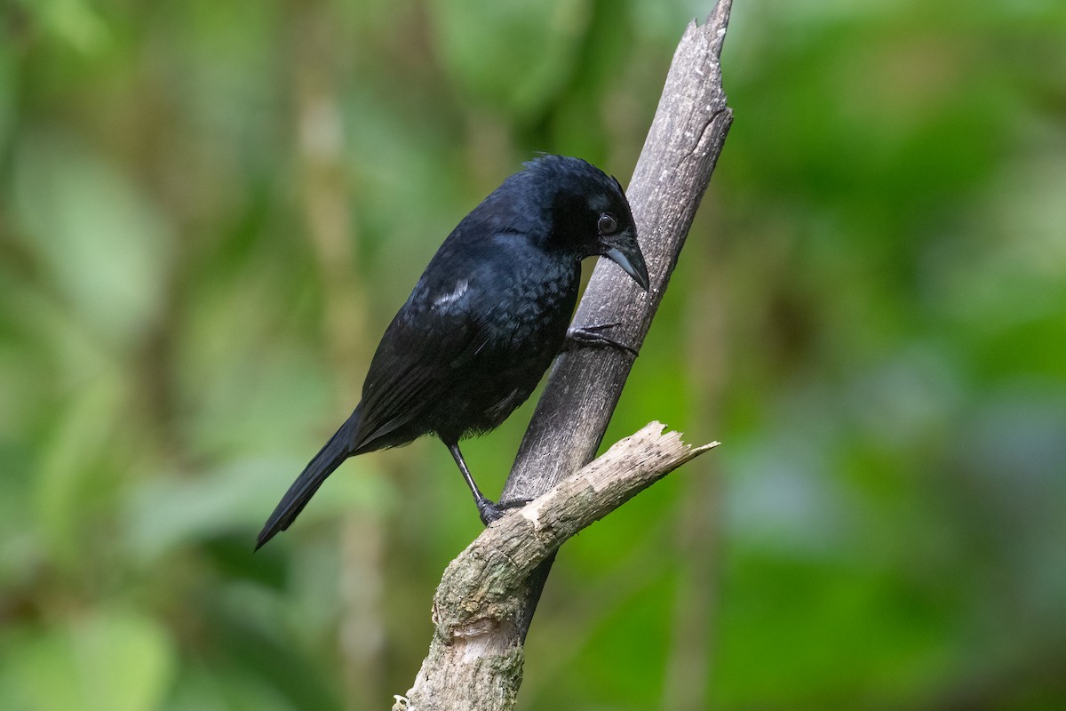 White-lined Tanager - ML647812620