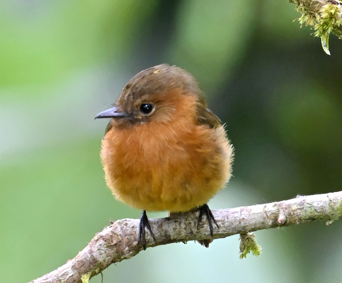 Cinnamon Flycatcher - ML647812621