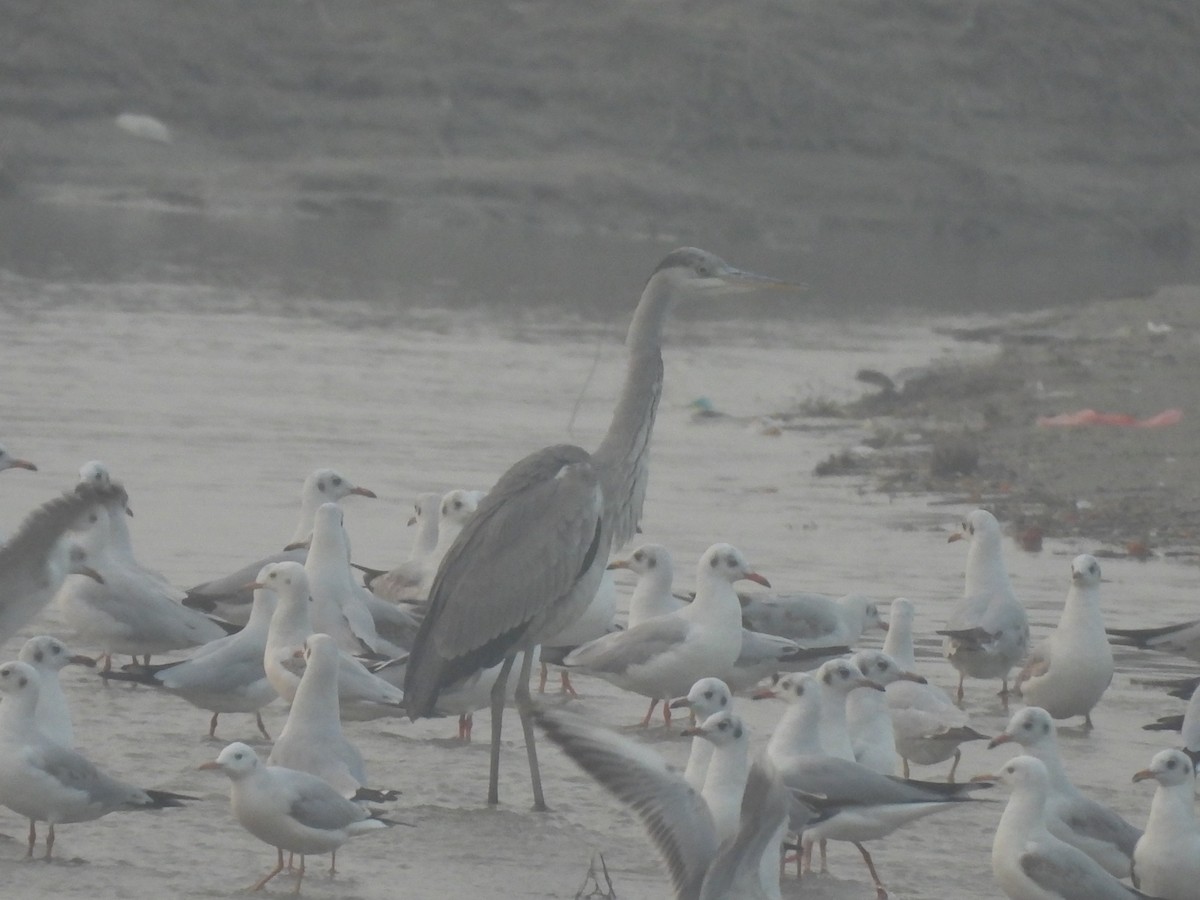 Gray Heron - ML647812623