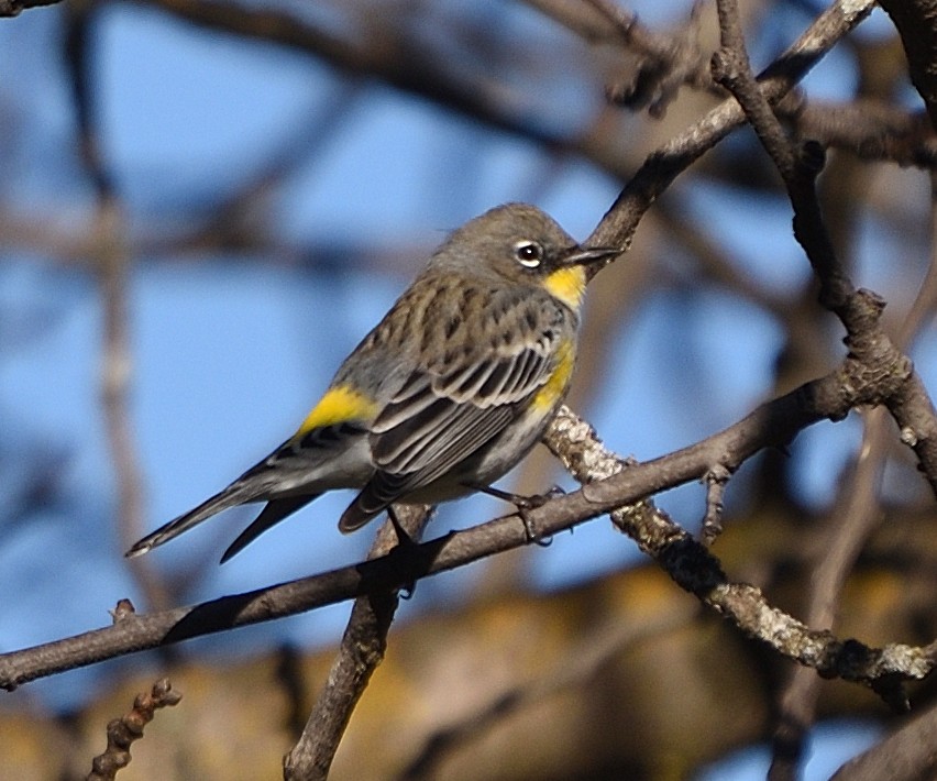 Yellow-rumped Warbler (Audubon's) - ML647812625