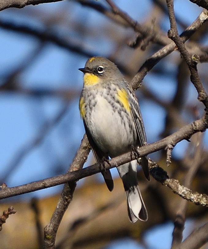 Yellow-rumped Warbler (Audubon's) - ML647812627