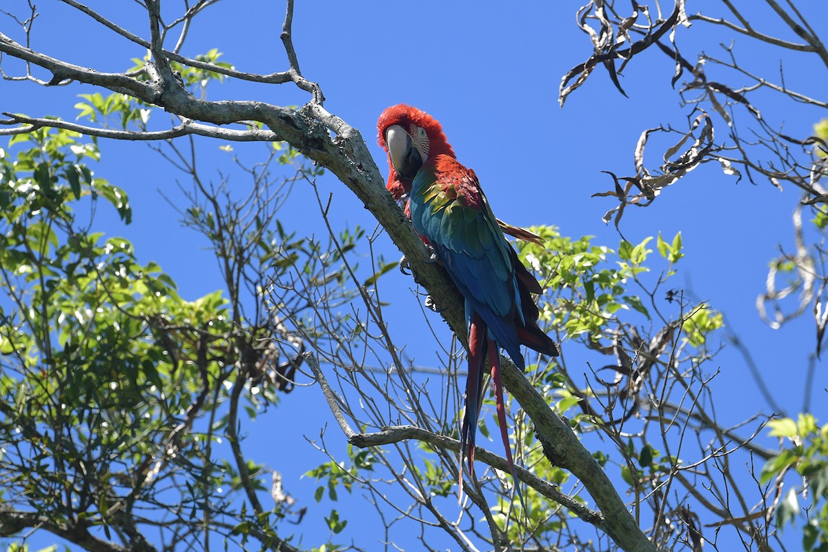 Red-and-green Macaw - ML647812628