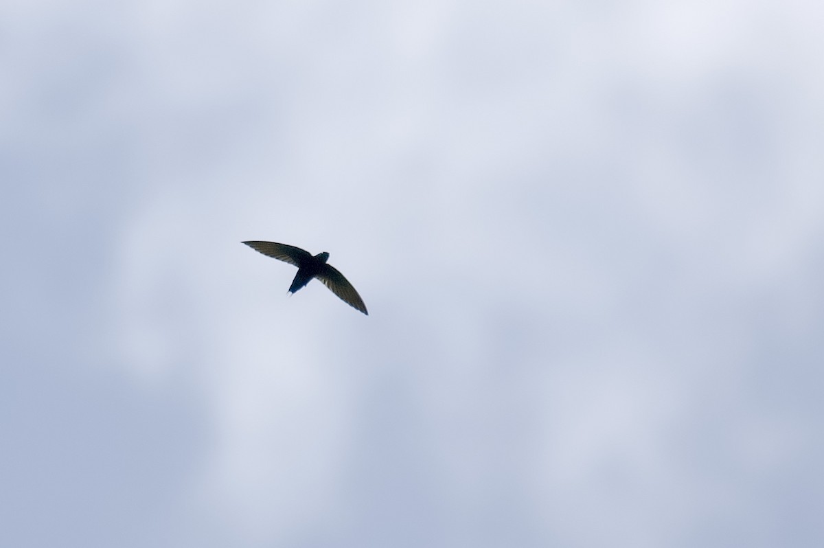 Silver-rumped Spinetail - ML647812642