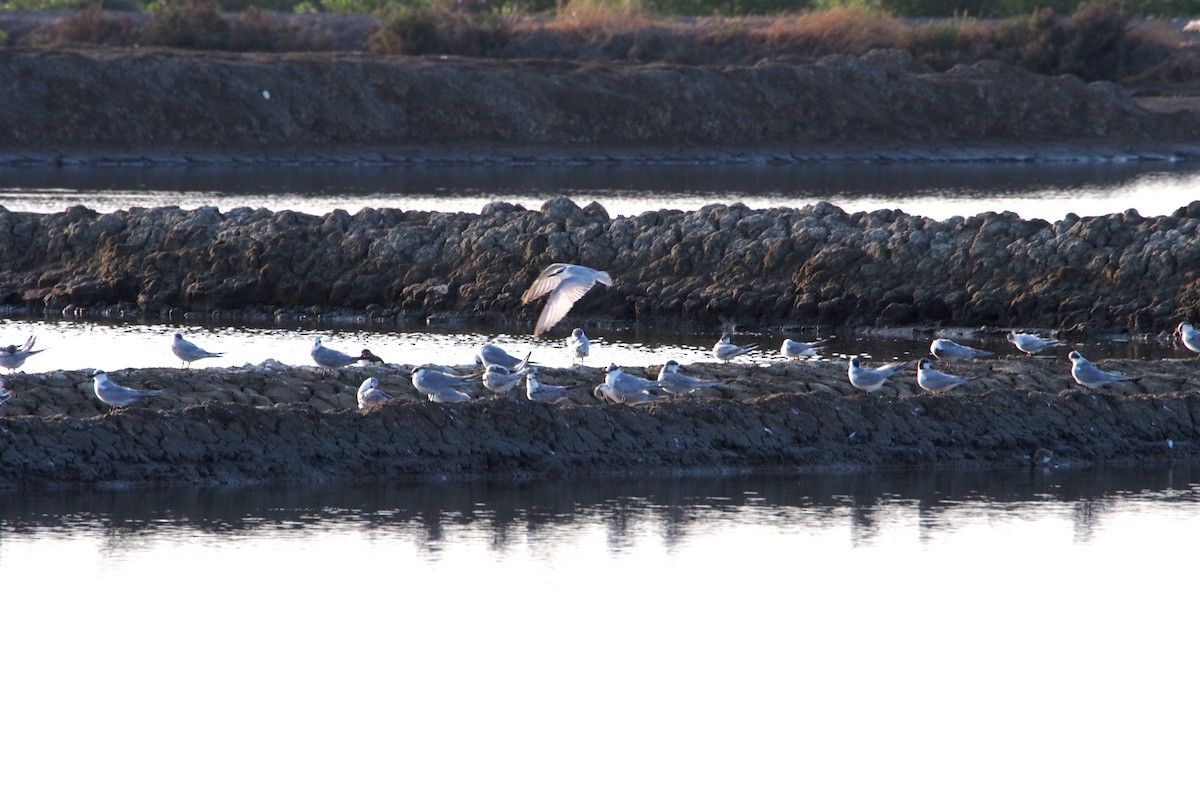 Whiskered Tern - ML647812644