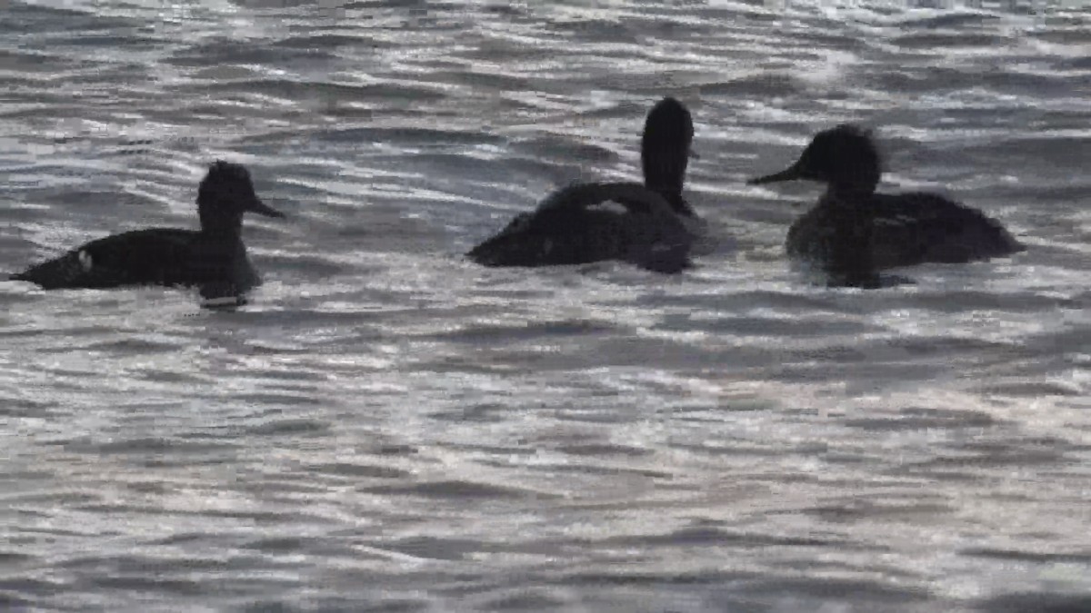 Red-breasted Merganser - ML647812646