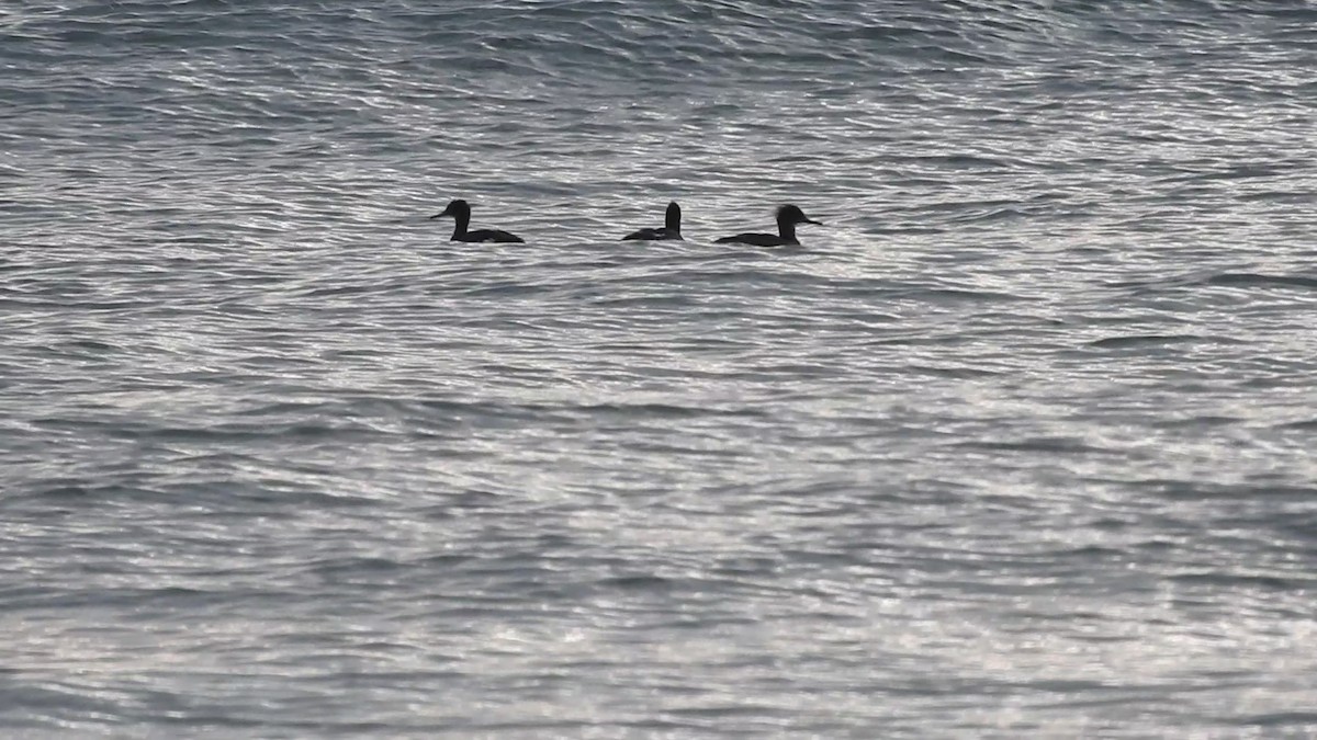 Red-breasted Merganser - ML647812647