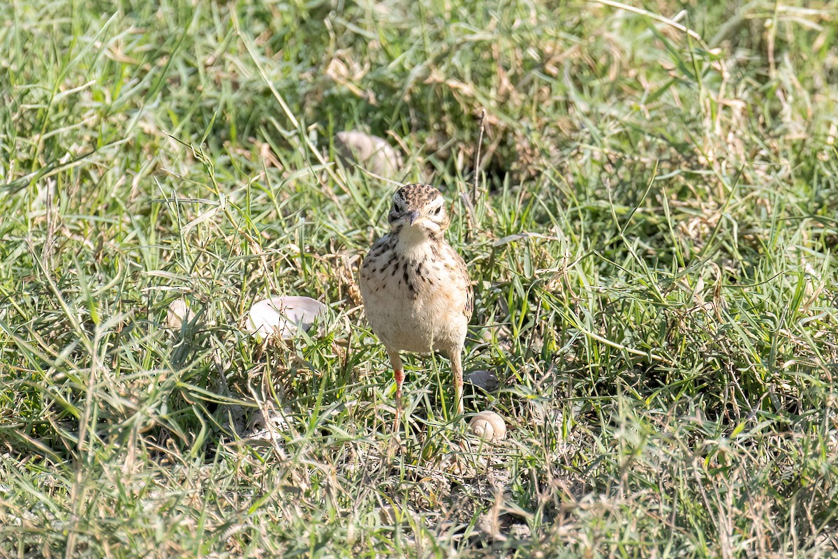Paddyfield Pipit - ML647812649