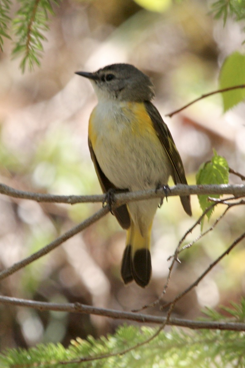 American Redstart - ML647812651