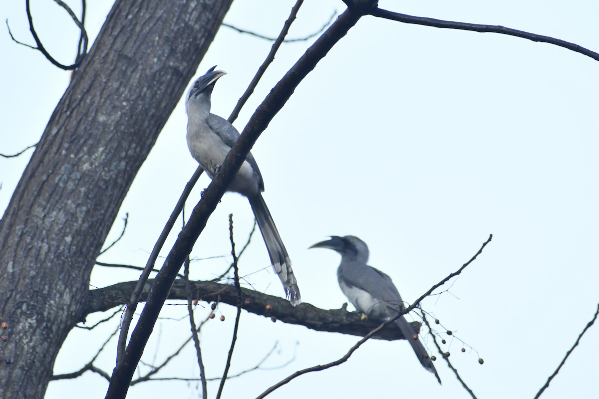Indian Gray Hornbill - ML647812652