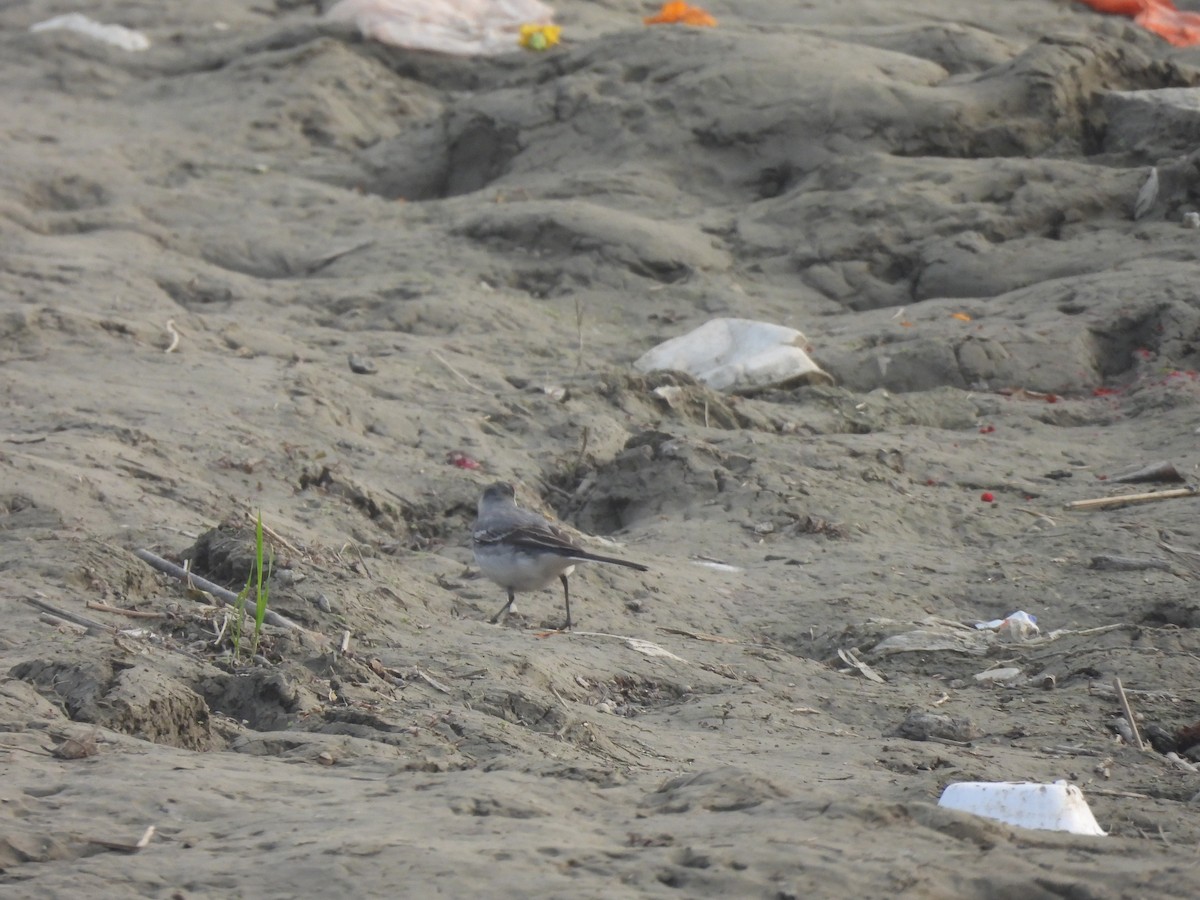 White Wagtail - ML647812655