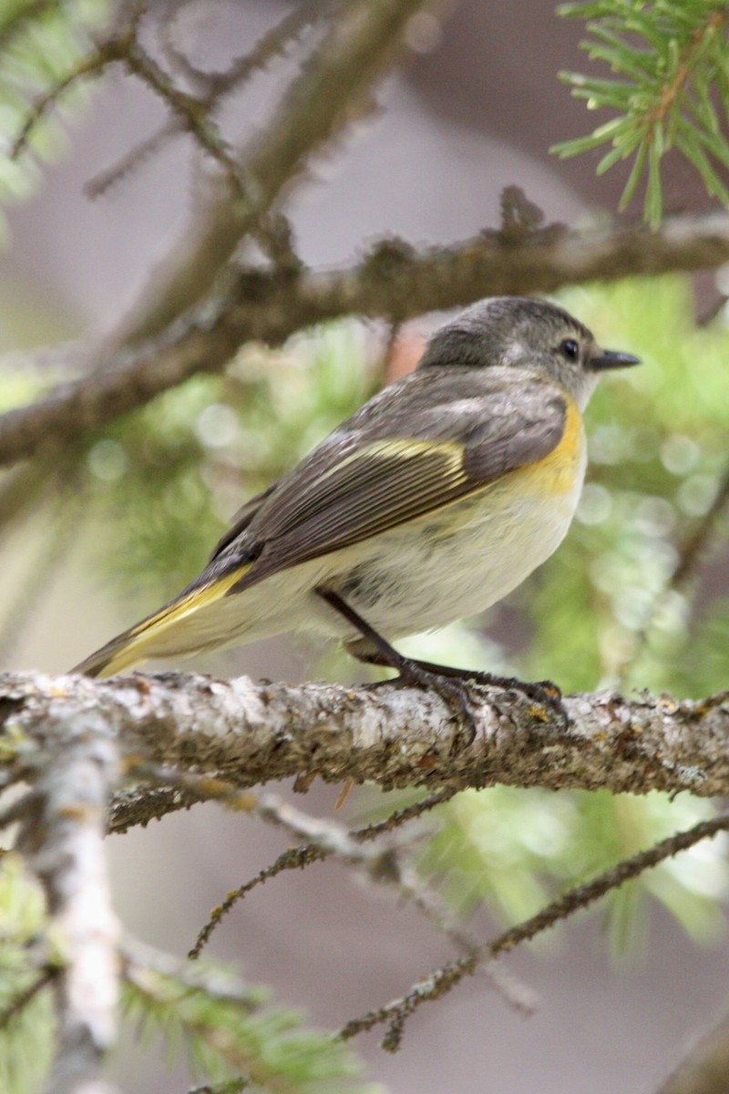 American Redstart - ML647812659