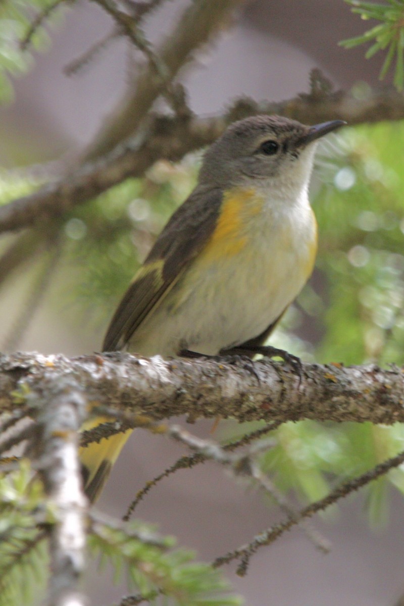 American Redstart - ML647812660