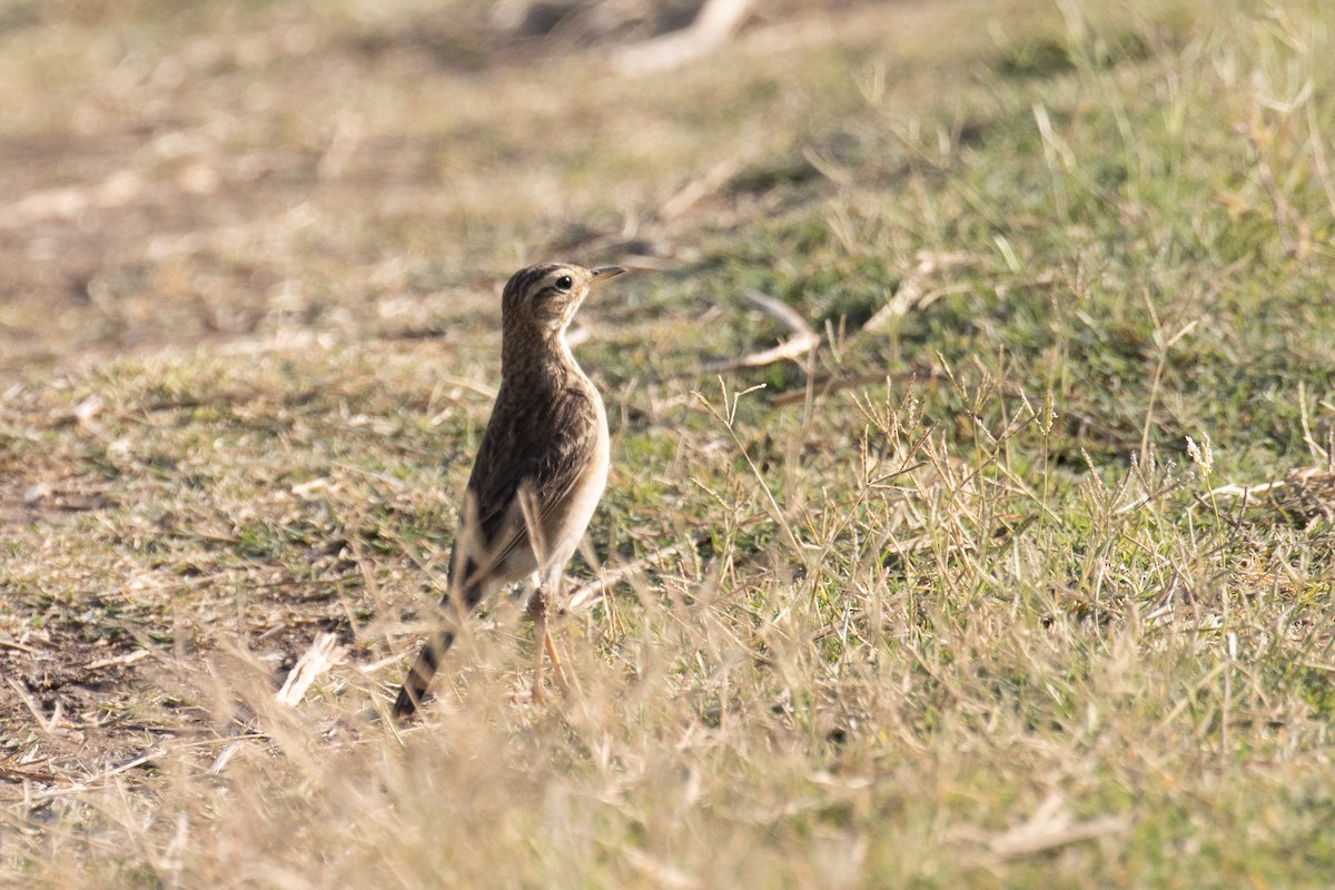 Paddyfield Pipit - ML647812661