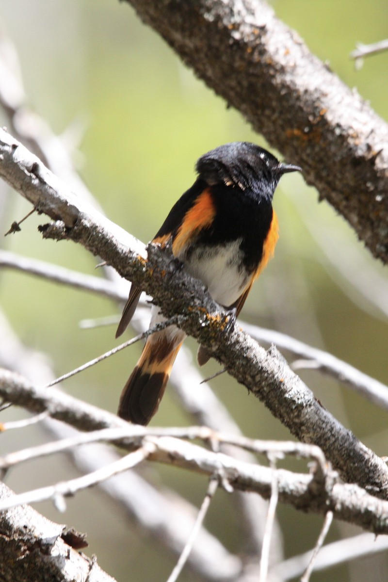 American Redstart - ML647812662