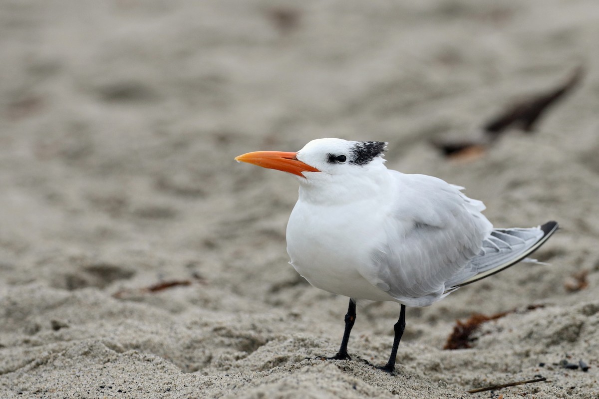 Royal Tern - ML647812663
