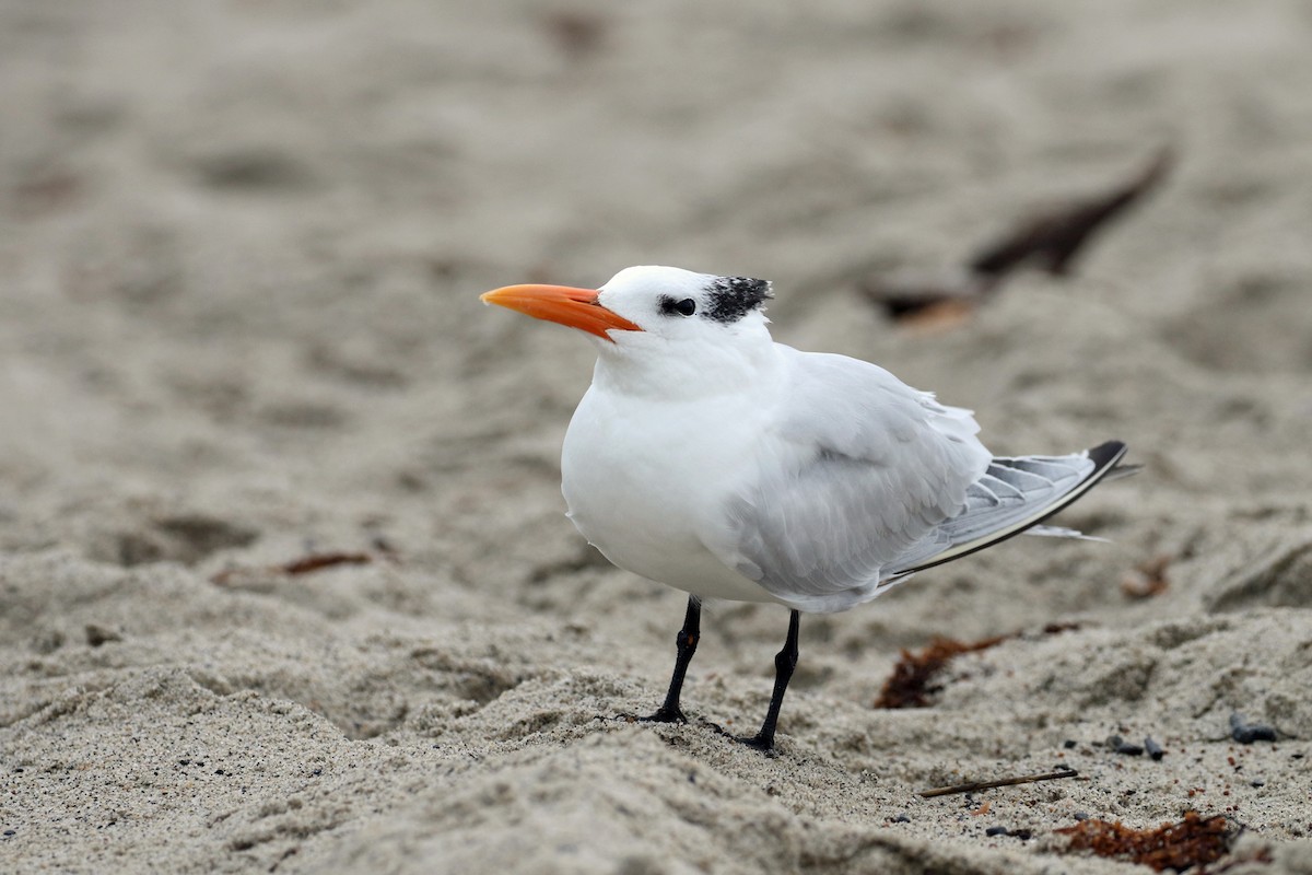 Royal Tern - ML647812664