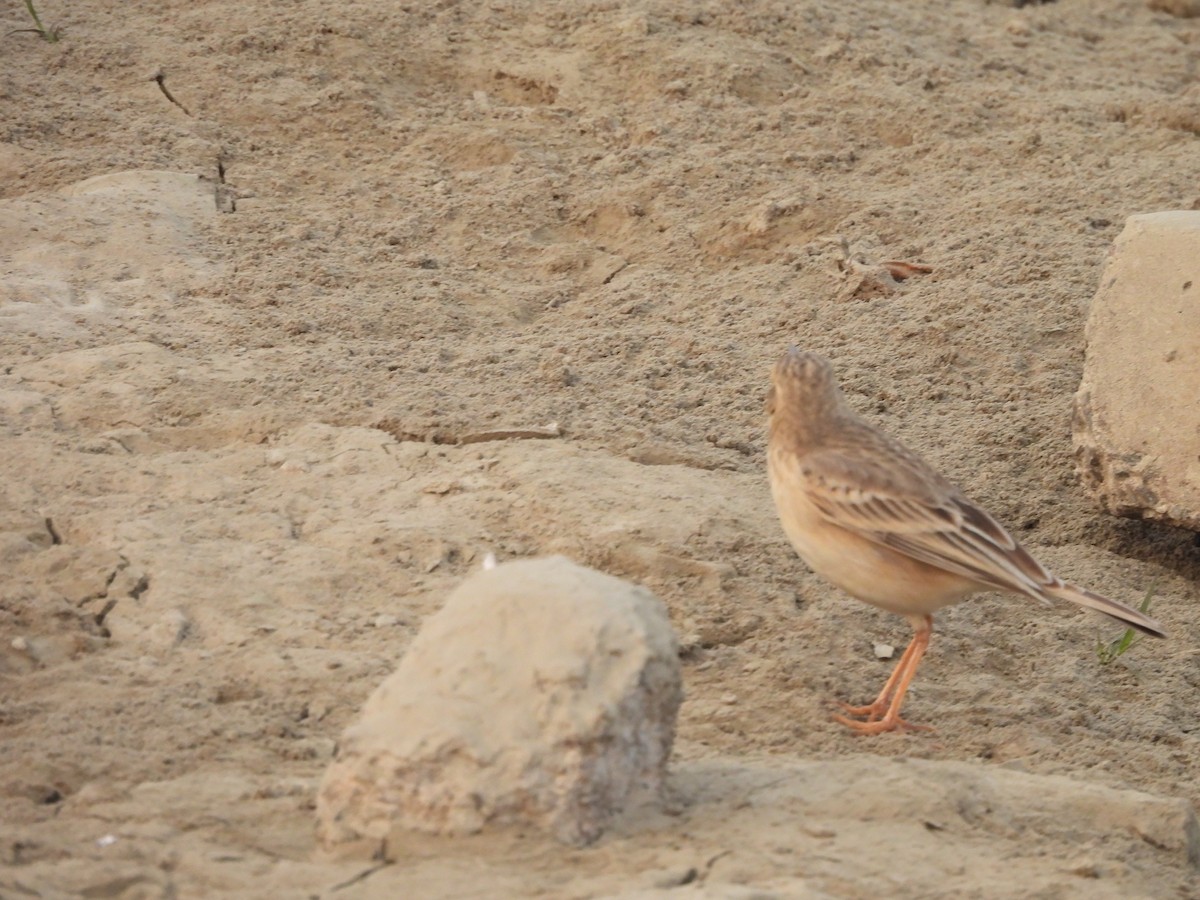 Paddyfield Pipit - ML647812665