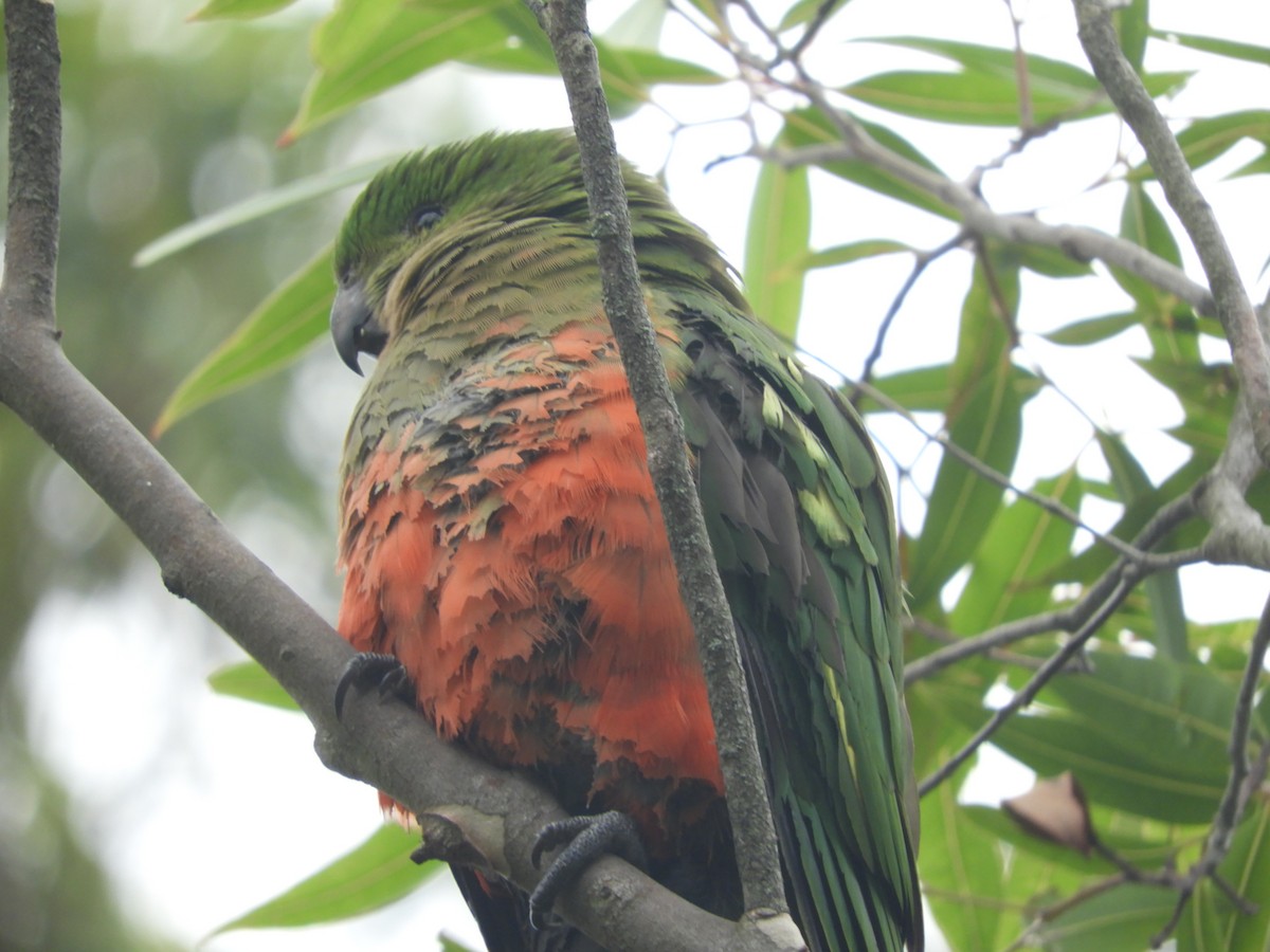 Australian King-Parrot - ML647812668