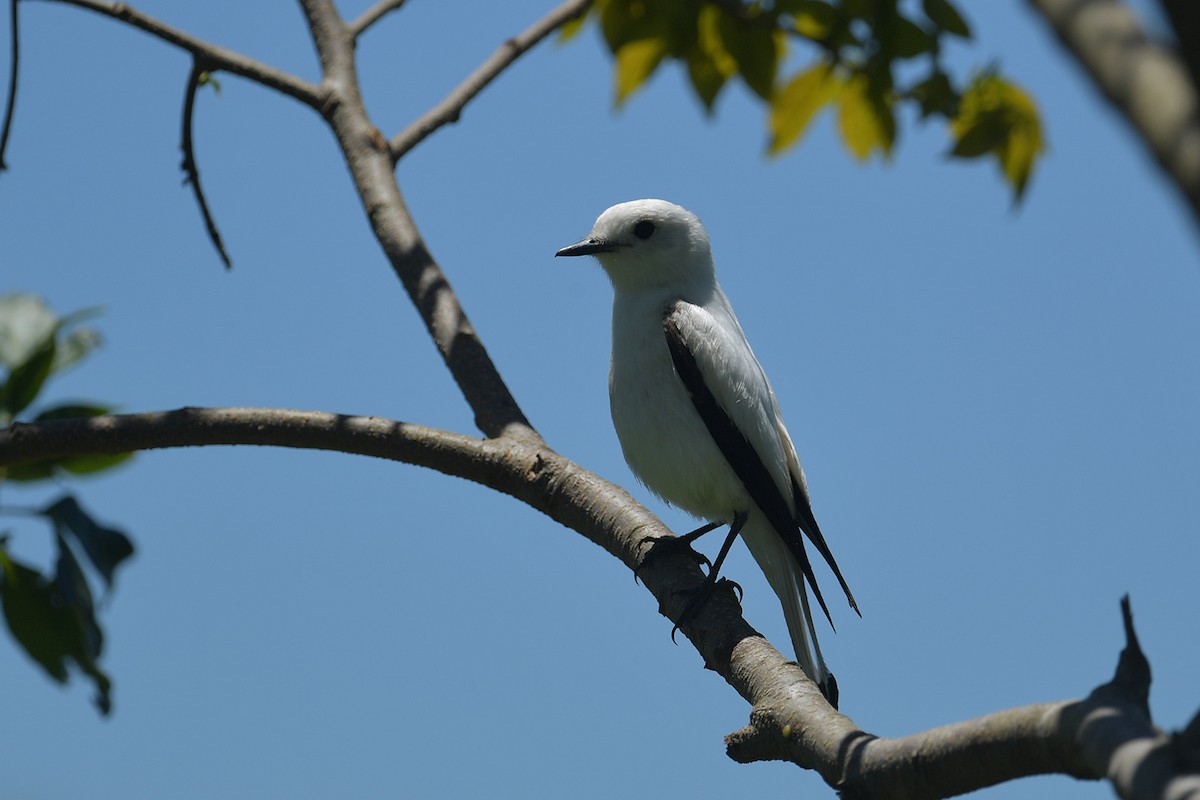 White Monjita - ML647812669