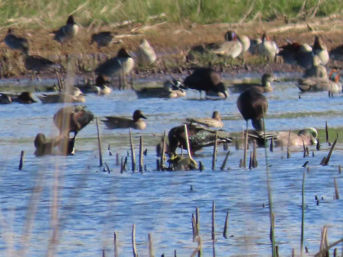 Свищ американський - ML647812675