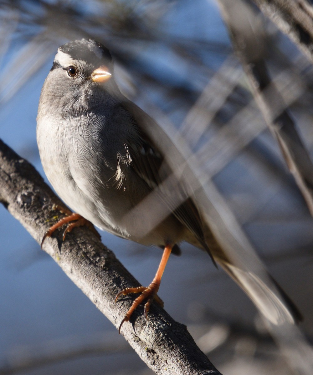 Porsuk Serçesi (gambelii) - ML647812676