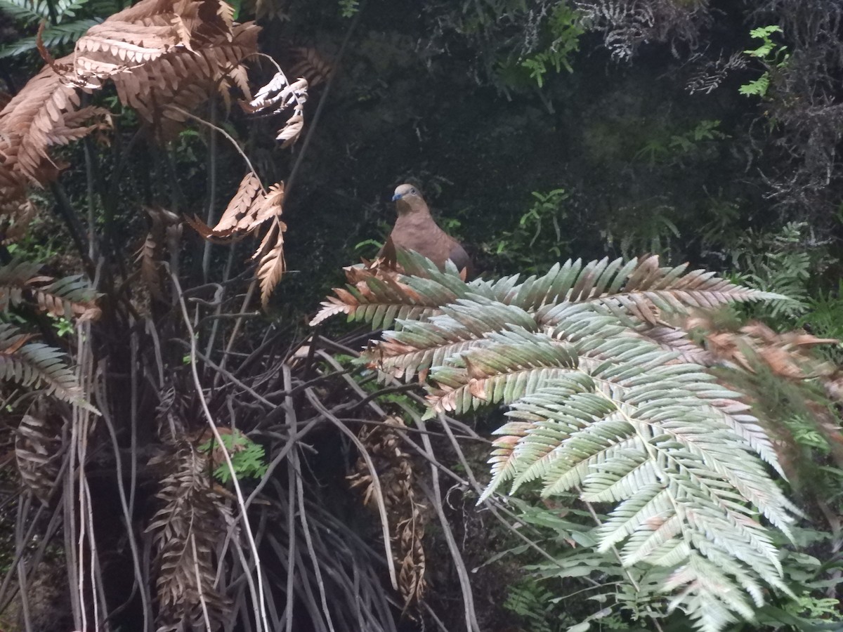 Maronentaube - ML647812685