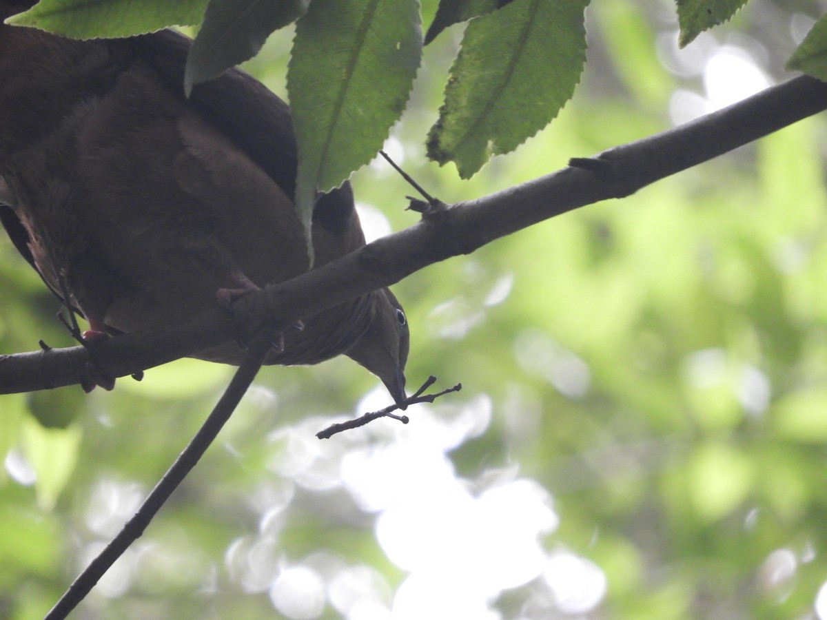 Maronentaube - ML647812692