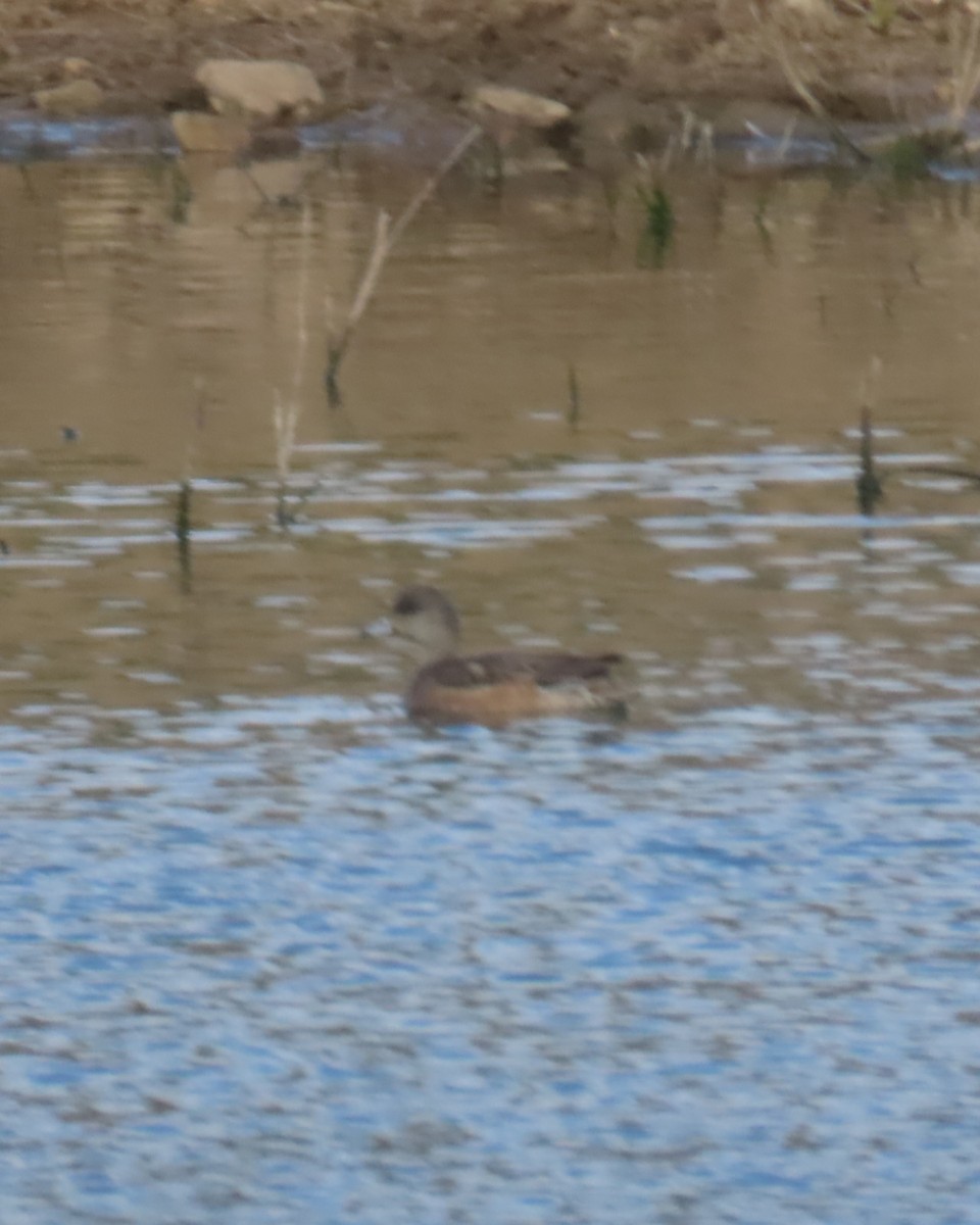 Свищ американський - ML647812702