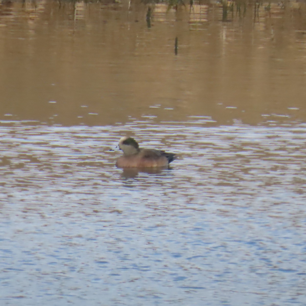 Свищ американський - ML647812703