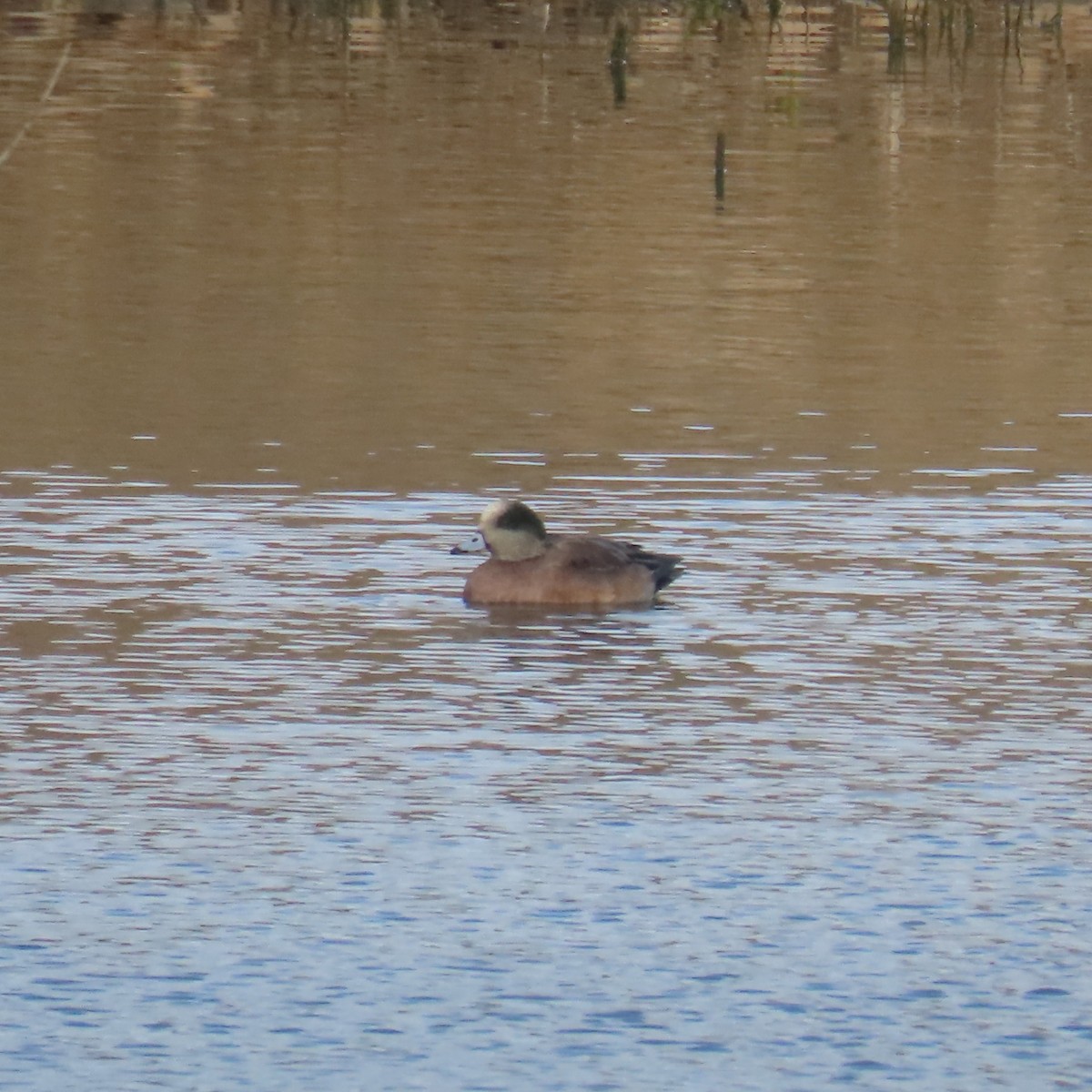 Свищ американський - ML647812704