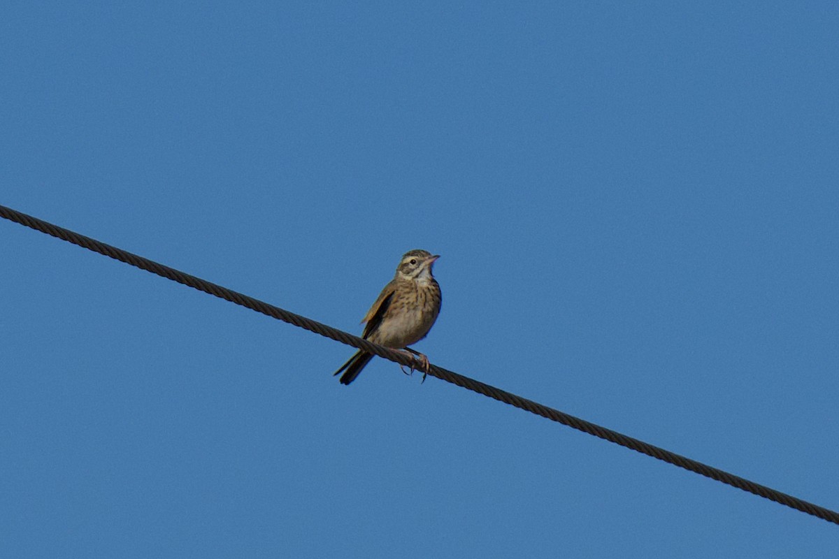 Australian Pipit - ML647812729