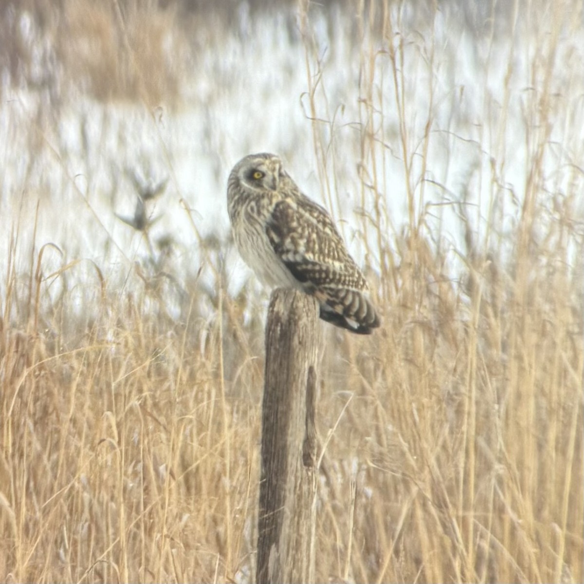 Short-eared Owl - ML647812736