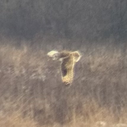 Short-eared Owl - ML647812737