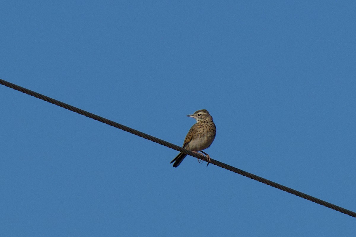 Australian Pipit - ML647812740