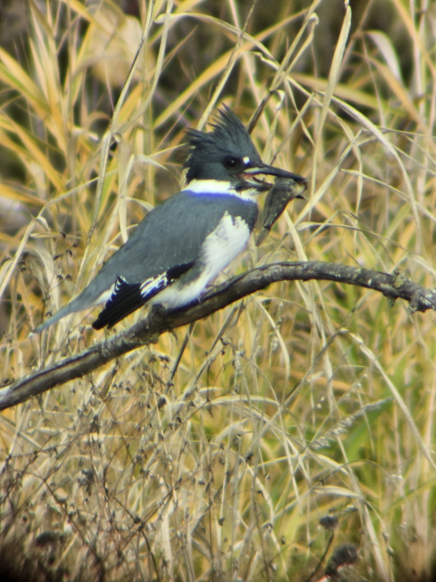 Martin handi iparramerikarra - ML647812743