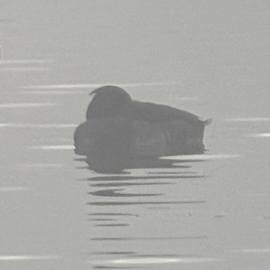 Tufted Duck - ML647812792