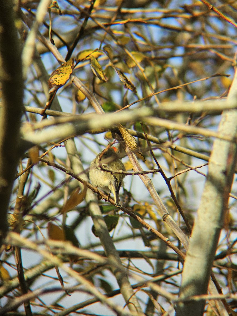 Ruby-crowned Kinglet - ML647812818