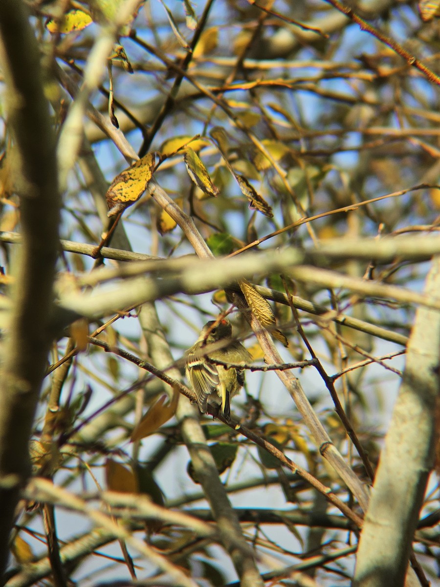 Ruby-crowned Kinglet - ML647812819