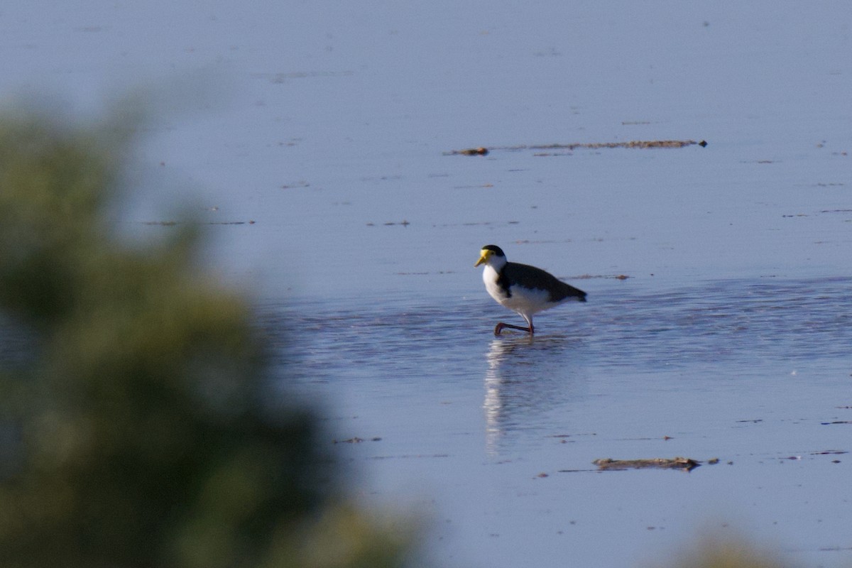 Masked Lapwing (Black-shouldered) - ML647812831