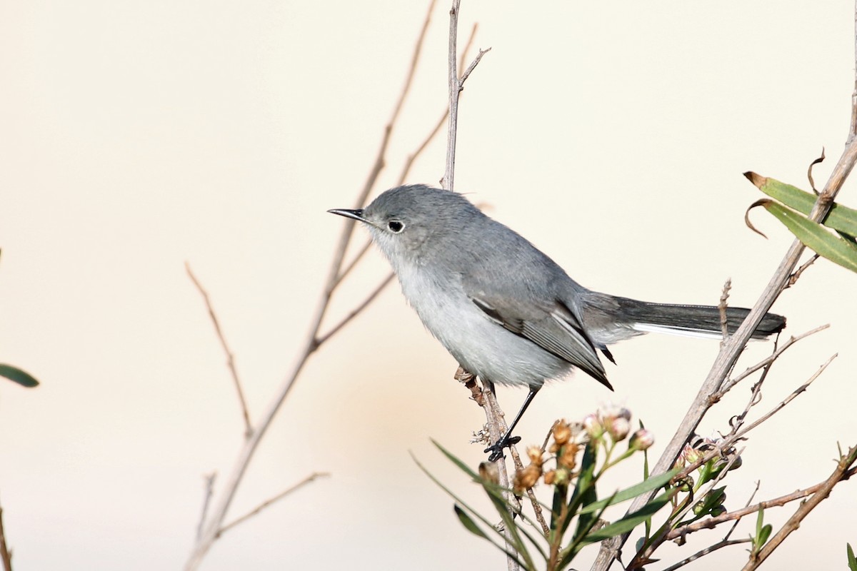 ブユムシクイ - ML647812848