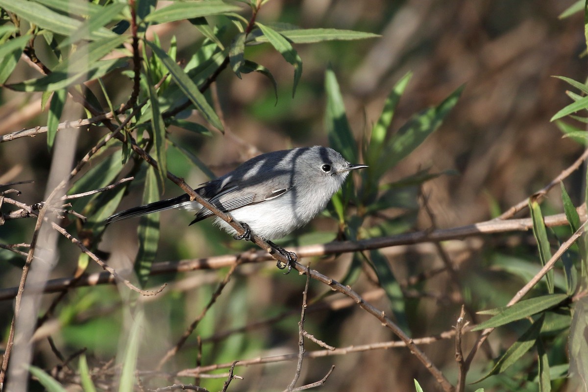 ブユムシクイ - ML647812849